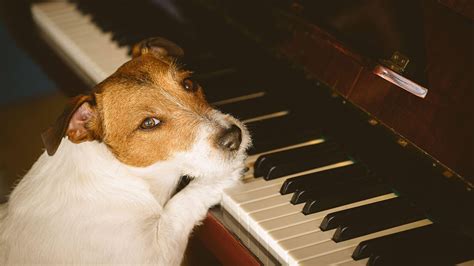 can dogs understand music and do they enjoy classical pieces?